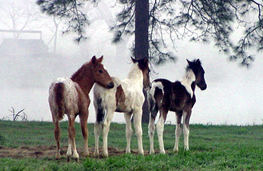 Paso Fino & Spanish Jennet Colts