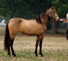 Solid Paso Fino - Spanish Jennet