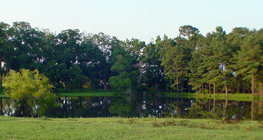 "All the Queen's Horses" - our pond