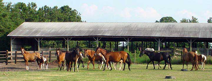 Paso Fino and Spanish Jennet broodmare herd