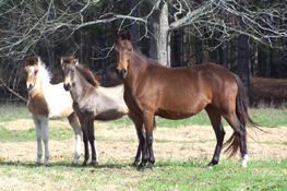 Paso Fino & Spanish Jennet Fillies & mares